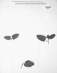 Puccinia annularis image